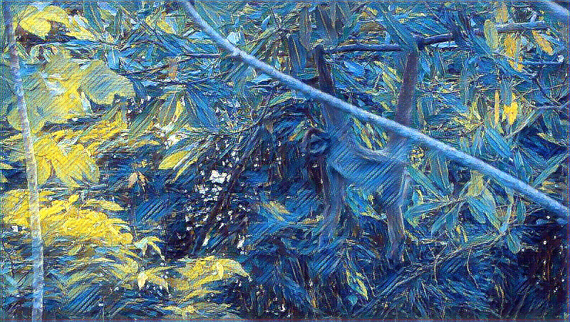 Khỉ araña café Colombia tồn tại nhờ hành lang xanh cộng đồng