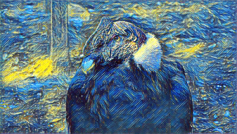 Bảo tồn condor: Hệ thống cứu hộ đã giải cứu hơn 500 chim ở Argentina